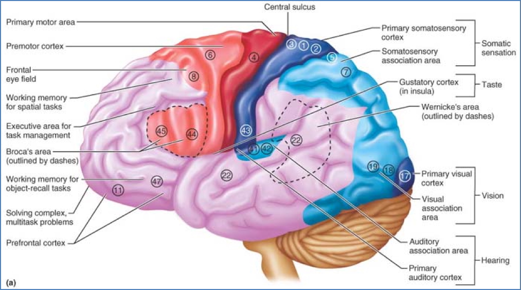 functional brain areas