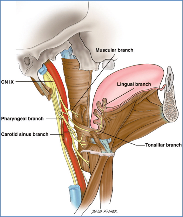 glossopharyngeal nerve