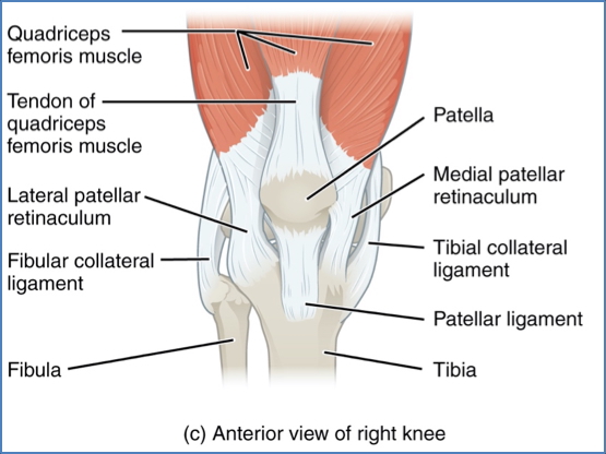 knee ligaments