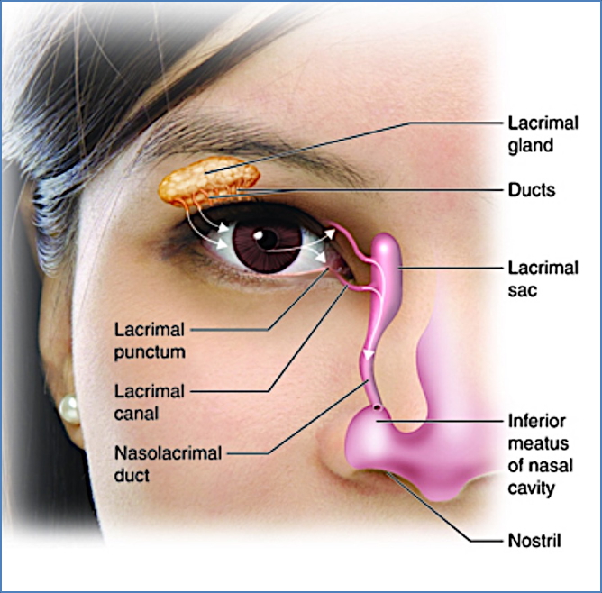 lacrimal apparatus