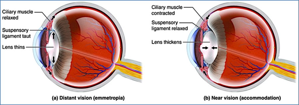 lens of the eye