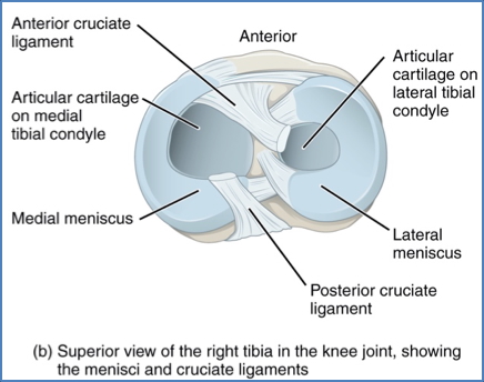 menisci