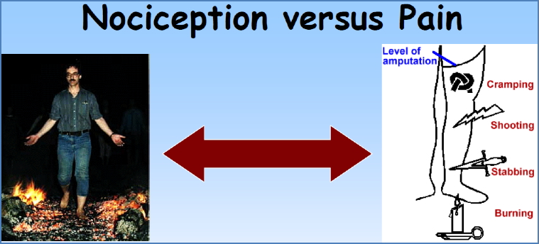 nociception vs pain