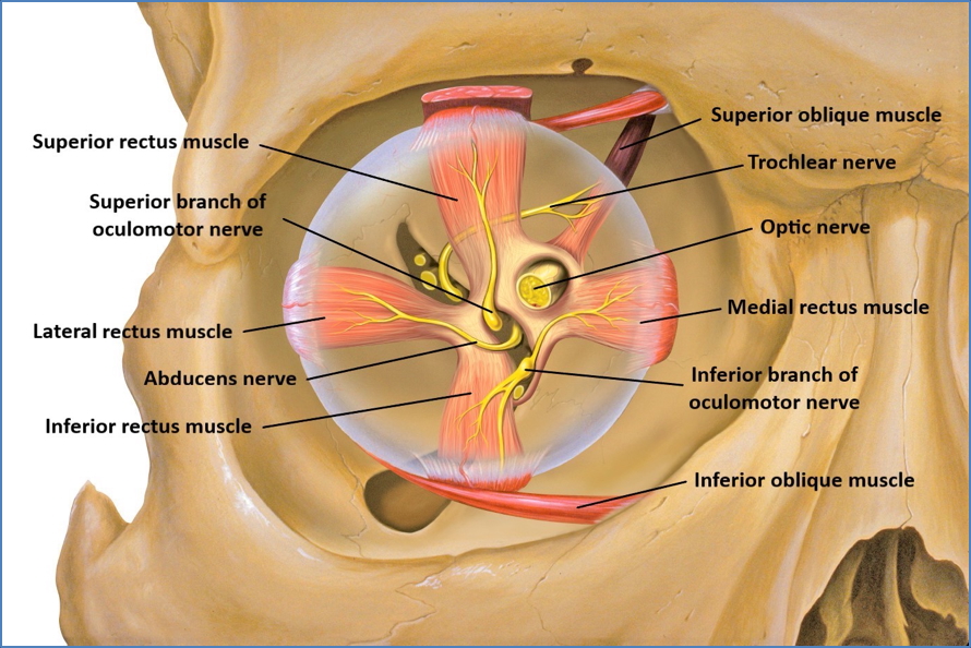 occulomotor trochlear cranial nerves