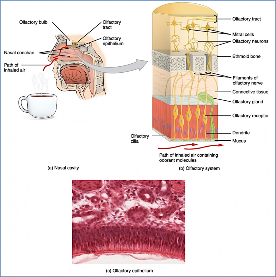 olfaction (smell) structures