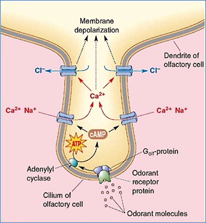 olfactory (smell) receptors