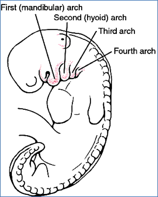 pharyngeal arches - origins of some cranial nerves
