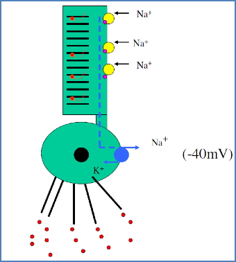 vision - phototransduction
