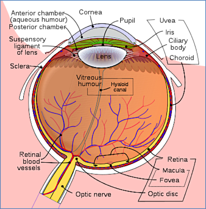 posterior segment of the eye