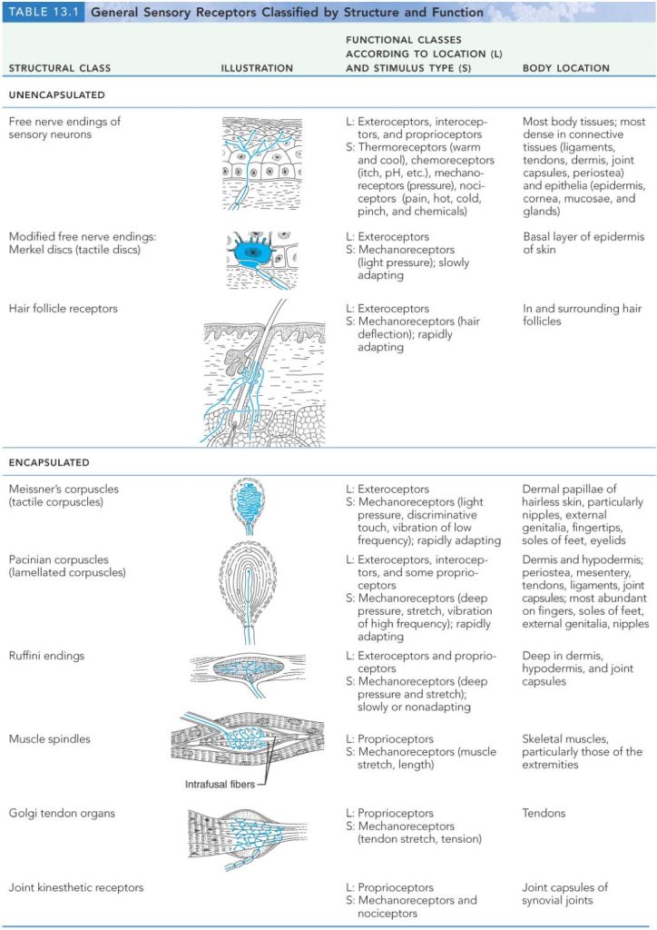 somatosensory processing - receptors chart