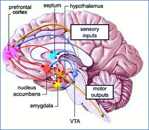 pleasure reward circuit