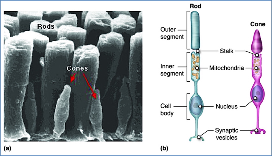 vision - photoreceptors rods and cones