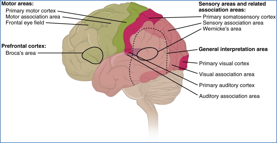 sensory areas of the brain