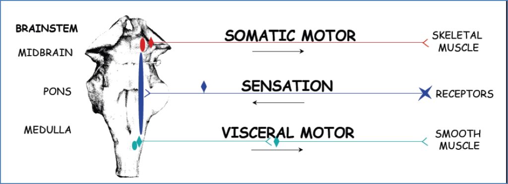 Cranial nerves - somatic sensory visceral
