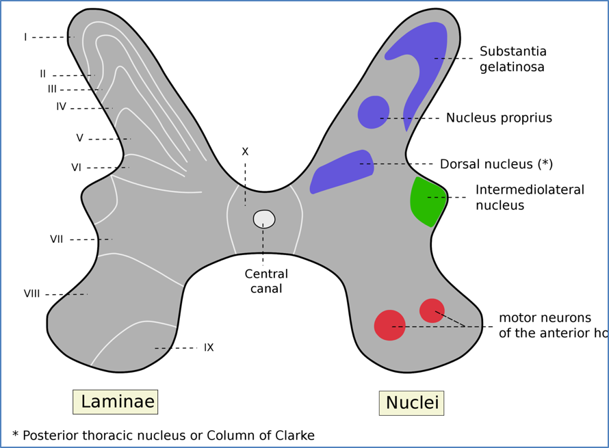 Pain gate mechanism - substantia gelatinosa