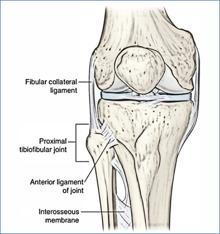 Lower Limb Joints - sup TibioFibular Joint