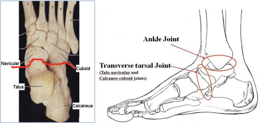 Lower Limb Joints - Transverse Tarsal Joint