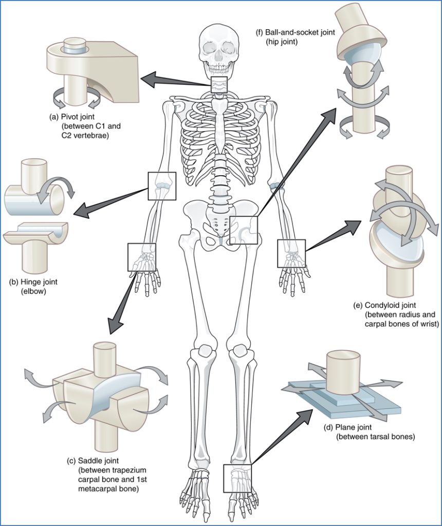 types of joints