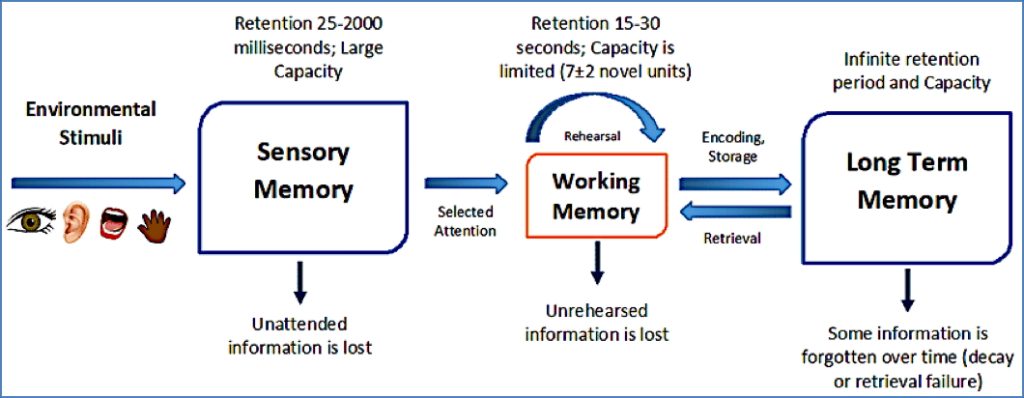neurobiology of memories - working memory