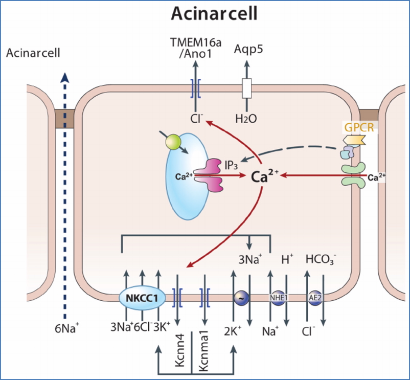 Fluid Secretion of Salivary Glands & Pancreatic Acini