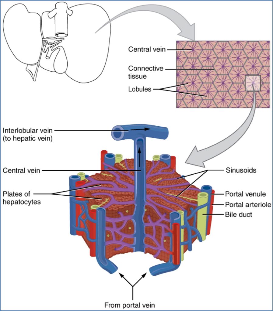 gastrointestinal secretions - Liver