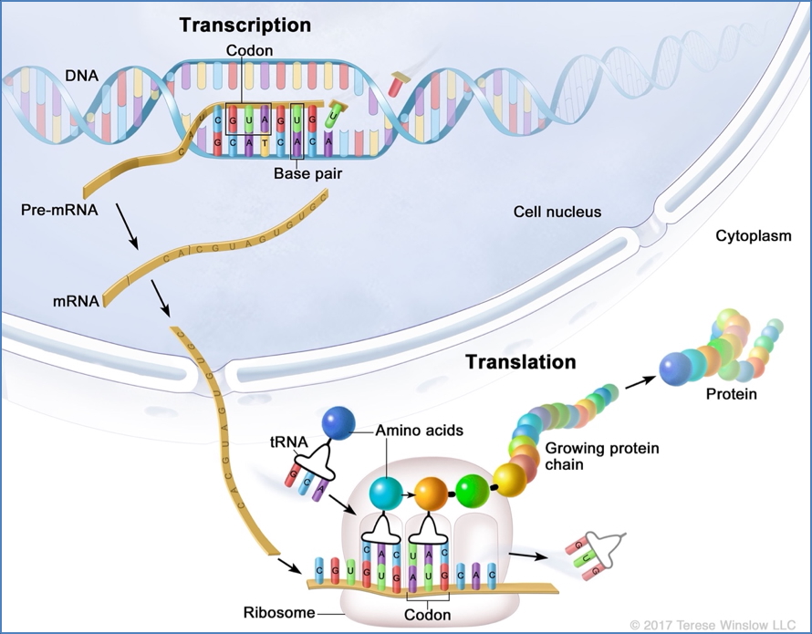 DNA Translation