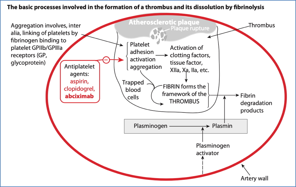 antiplatelet drugs: ABCIXIMAB