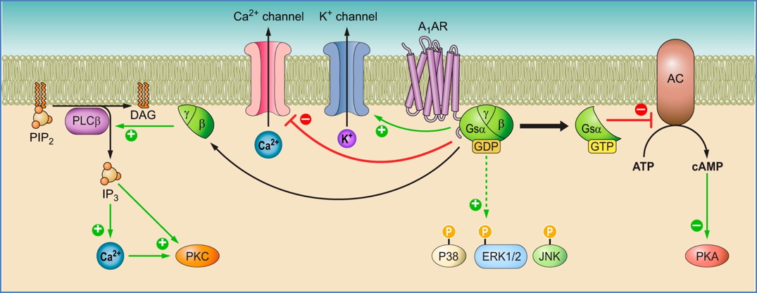 Adenosine