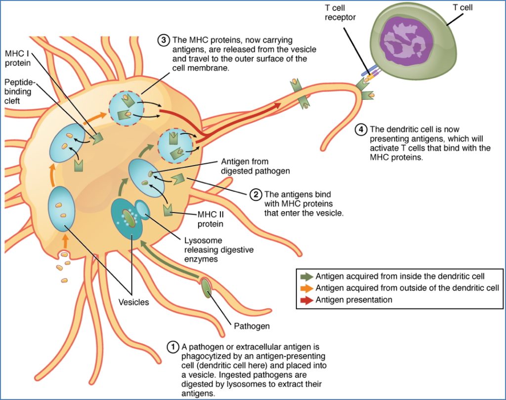 immune system overview: Antigen-Presenting Cells