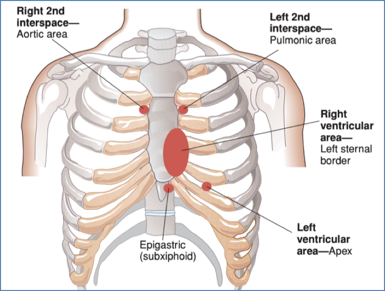 the cardiovascular examination: Auscultation