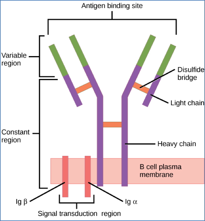 BCRs (B-Cell Receptors)