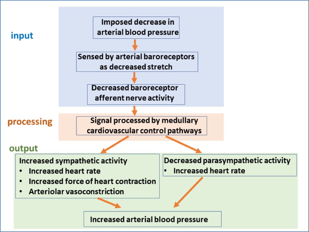 Baroreceptor reflex
