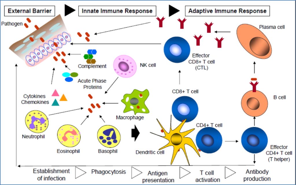 immune system overview: Basic Diagram of the Immune System