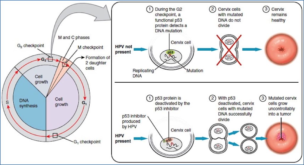 CERVICAL CANCERS