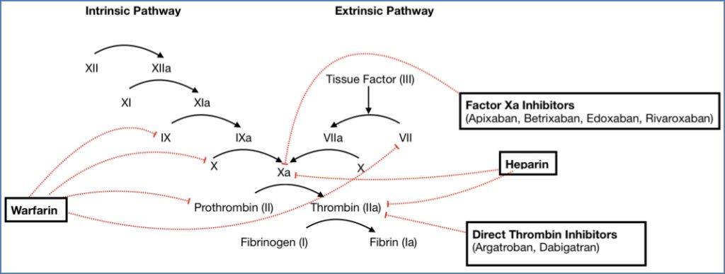 anticoagulant drugs: Coumadins