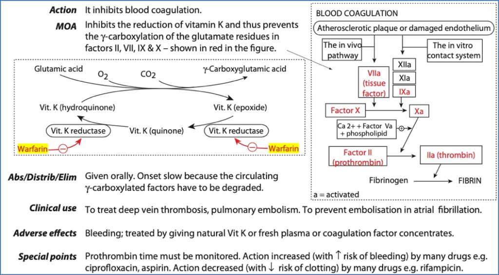 anticoagulant drugs: Coumadins
