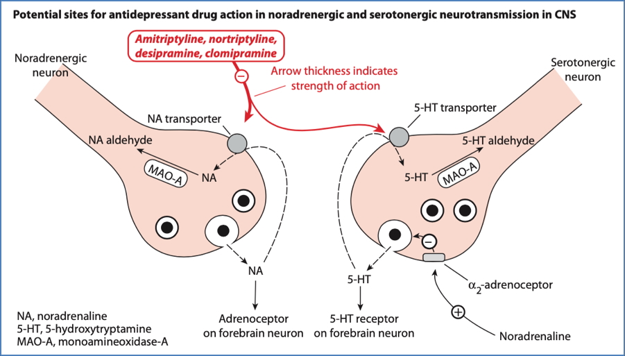 Descending Inhibitory Neurons