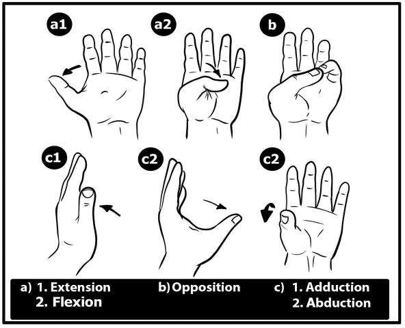 Dexterity & movements