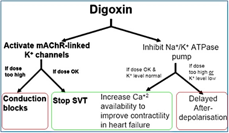 antiarrhythmic drugs: Digoxin