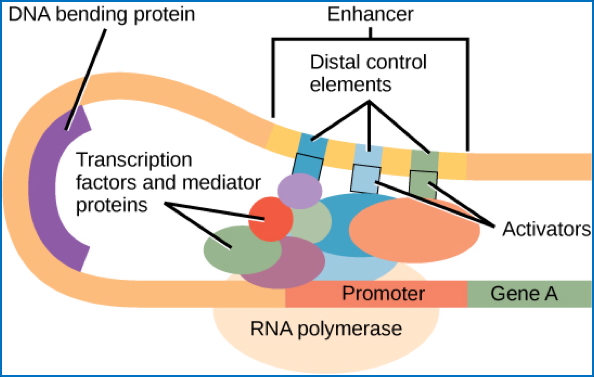 GENE TRANSCRIPTION