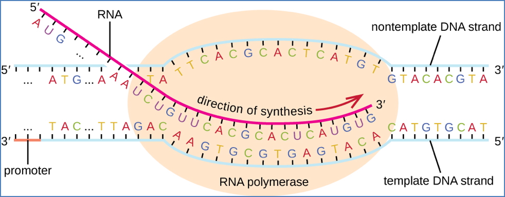 GENE TRANSCRIPTION