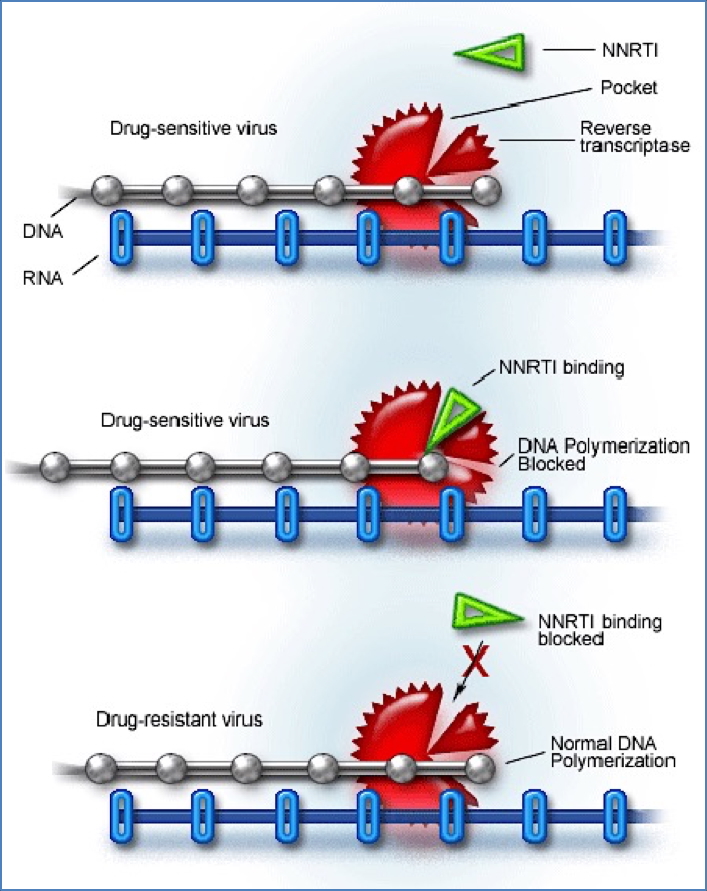 HIV Drug Options
