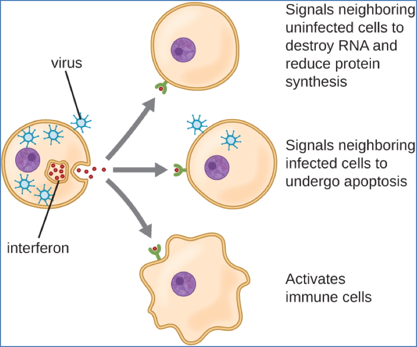 innate–adaptive link: Important Cytokines