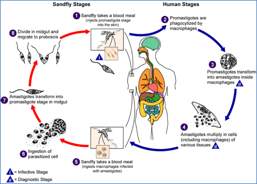 LEISHMANIASIS