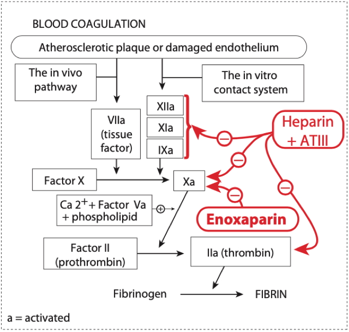 anticoagulant drugs: Low Molecular-Weight Heparins