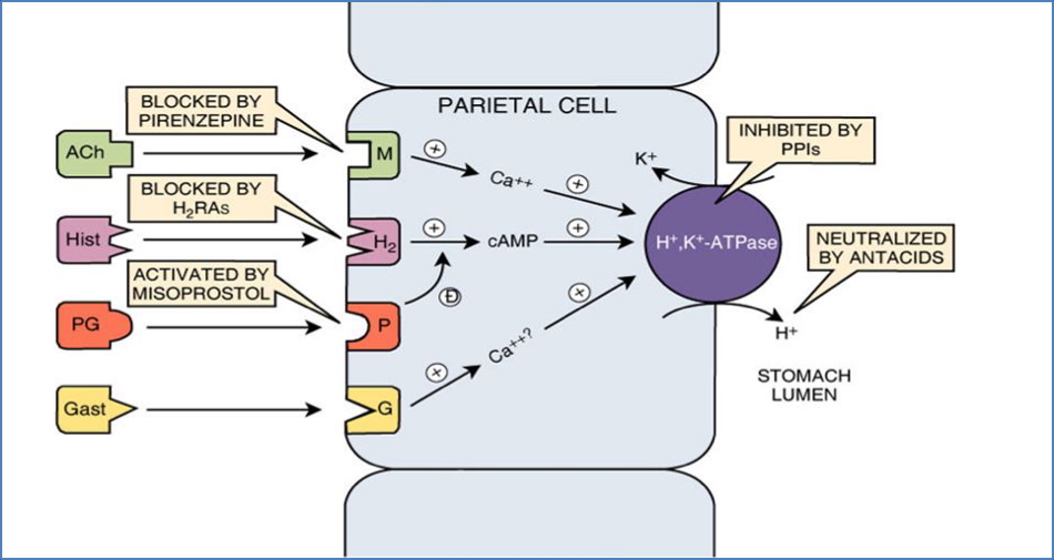 Antacid drugs: Misoprostol