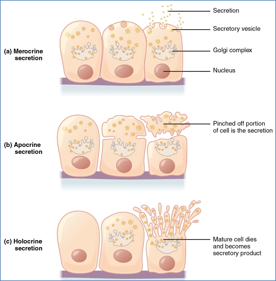 Modes of Secretion