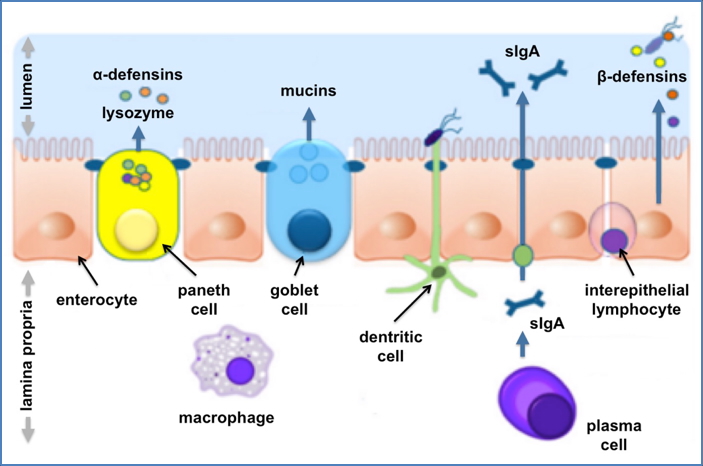 immune system overview: Mucous membranes