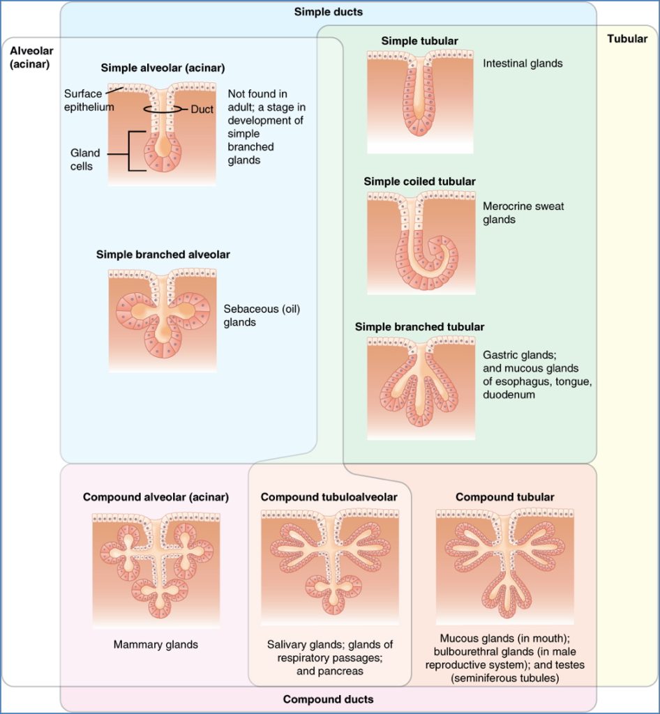 Multicellular Exocrine Glands