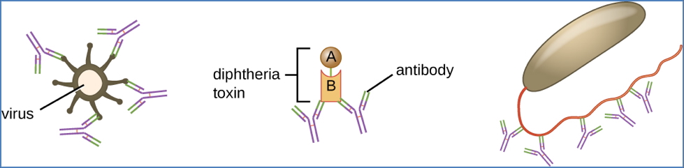 Neutralisation